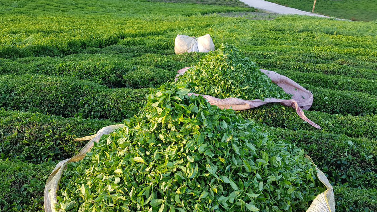 ÇAY ÜRETİMİ VE İŞLETMECİLİĞİ EĞİTİMİ